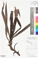 登錄號:BS05981藏品圖，第1張