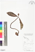 登錄號:BS05982藏品圖，第1張