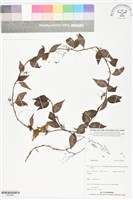 登錄號:BS05983藏品圖，第1張