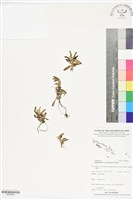 登錄號:BS05984藏品圖，第1張