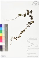 登錄號:BS05985藏品圖，第1張