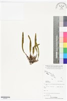 登錄號:BS05987藏品圖，第1張
