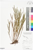 登錄號:BS05988藏品圖，第1張