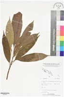 登錄號:BS05990藏品圖，第1張