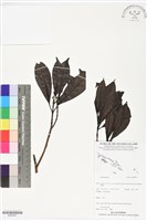 登錄號:BS05991藏品圖，第1張