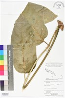 登錄號:BS05992藏品圖，第2張