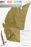 登錄號:BS05994藏品圖，第1張