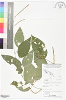 登錄號:BS05995藏品圖，第1張