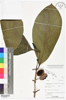 登錄號:BS05996藏品圖，第1張