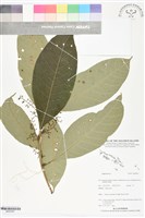 登錄號:BS05997藏品圖，第1張