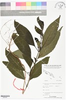 登錄號:BS05998藏品圖，第1張