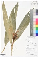 登錄號:BS06001藏品圖，第1張