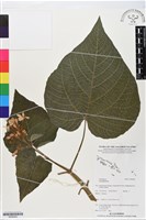 登錄號:BS06002藏品圖，第1張