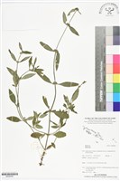 登錄號:BS06008藏品圖，第1張