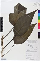 登錄號:BS06010藏品圖，第1張