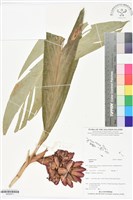 登錄號:BS06011藏品圖，第1張