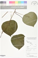 登錄號:BS06012藏品圖，第1張