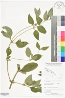 登錄號:BS06013藏品圖，第1張