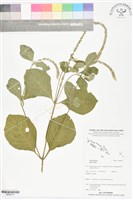 登錄號:BS06014藏品圖，第1張