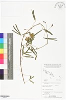 登錄號:BS06015藏品圖，第1張