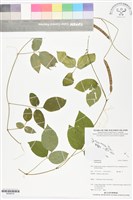 登錄號:BS06016藏品圖，第1張