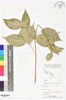 登錄號:BS06018藏品圖，第1張