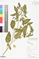 登錄號:BS06021藏品圖，第1張