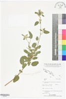 登錄號:BS06023藏品圖，第1張