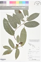 登錄號:BS06025藏品圖，第1張