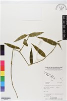登錄號:BS06026藏品圖，第1張