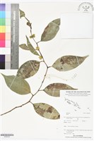 登錄號:BS06028藏品圖，第1張