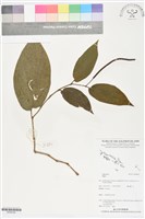 登錄號:BS06029藏品圖，第1張