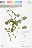 登錄號:BS06030藏品圖，第1張