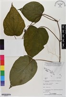 登錄號:BS06031藏品圖，第1張