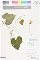 登錄號:BS06032藏品圖，第1張