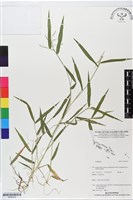 登錄號:BS06033藏品圖，第1張