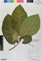 登錄號:BS06034藏品圖，第1張