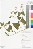 登錄號:BS06035藏品圖，第1張