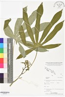 登錄號:BS06036藏品圖，第1張