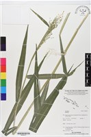 登錄號:BS06037藏品圖，第1張