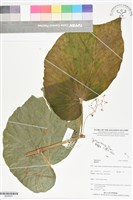 登錄號:BS06041藏品圖，第1張