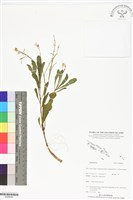 登錄號:BS06042藏品圖，第1張
