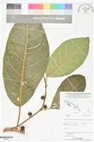 登錄號:BS06044藏品圖，第1張