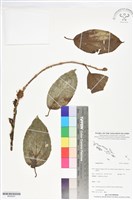 登錄號:BS06047藏品圖，第1張