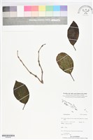 登錄號:BS06048藏品圖，第1張
