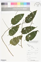登錄號:BS06049藏品圖，第1張