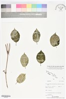 登錄號:BS06050藏品圖，第1張