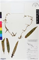 登錄號:BS06051藏品圖，第1張