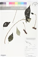 登錄號:BS06052藏品圖，第1張