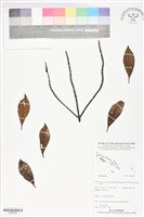 登錄號:BS06053藏品圖，第1張